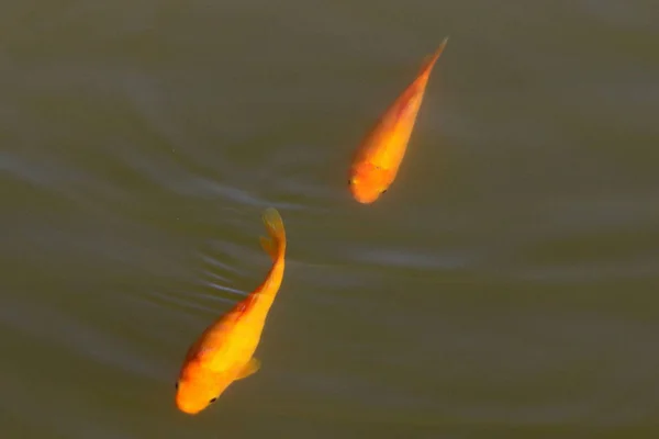 イスラエル北部の新鮮な湖で小さな赤い魚が泳ぎ — ストック写真