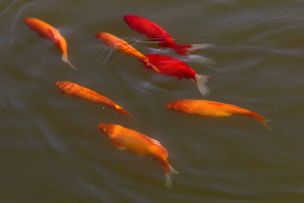 Маленькая Красная Рыбка Плавает Свежем Озере Севере Израиля — стоковое фото