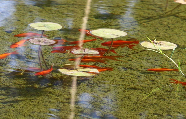 Kleine Rote Fische Schwimmen Einem Frischen See Norden Islands — Stockfoto