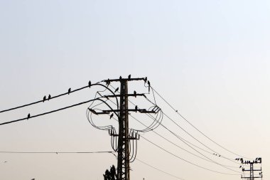 Elektrik kabloları elektrik akışını sağlayan bir direğe bağlı. Kuşlar elektrik kablolarına oturur. 