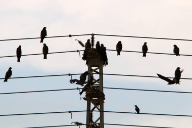 Elektrik kabloları elektrik akışını sağlayan bir direğe bağlı. Kuşlar elektrik kablolarına oturur. 