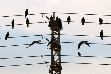 Elektrik kabloları elektrik akışını sağlayan bir direğe bağlı. Kuşlar elektrik kablolarına oturur. 