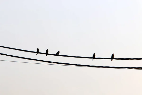 Elektrik Kabloları Elektrik Akışını Sağlayan Bir Direğe Bağlı Kuşlar Elektrik — Stok fotoğraf