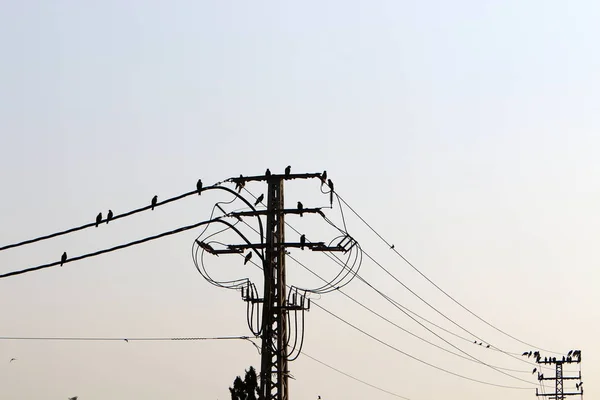 Elektrik Kabloları Elektrik Akışını Sağlayan Bir Direğe Bağlı Kuşlar Elektrik — Stok fotoğraf