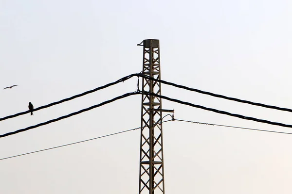 Elektrische Drähte Einem Mast Dem Strom Fließt Vögel Sitzen Auf — Stockfoto