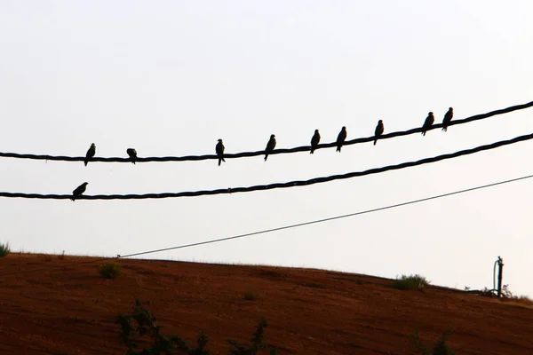 Cables Eléctricos Poste Largo Del Cual Fluye Electricidad Las Aves — Foto de Stock