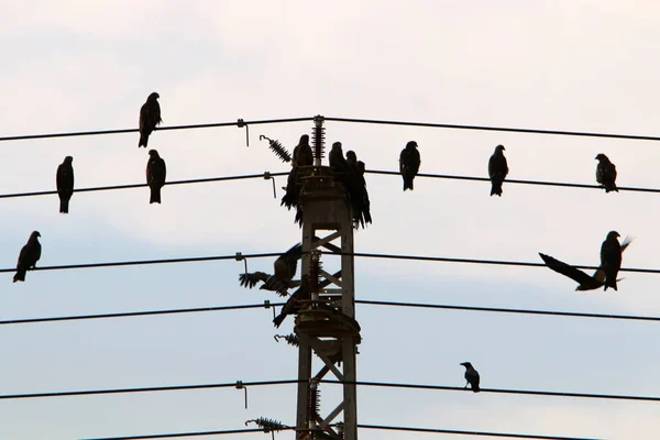 Elektrische Drähte Einem Mast Dem Strom Fließt Vögel Sitzen Auf — Stockfoto