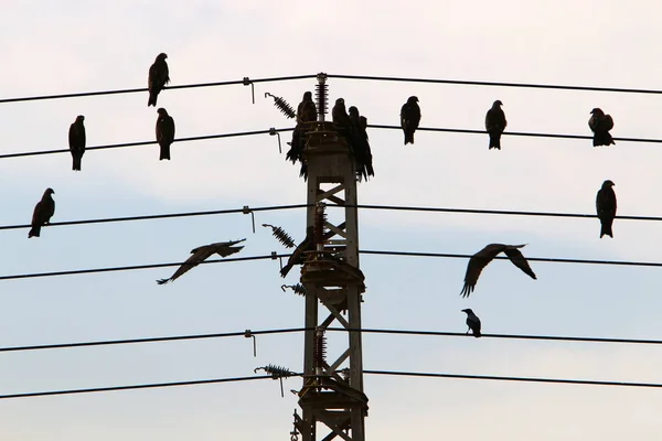 Przewody Elektryczne Słupie Którym Płynie Prąd Ptaki Siedzą Przewodach Elektrycznych — Zdjęcie stockowe