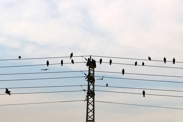 Elektrische Drähte Einem Mast Dem Strom Fließt Vögel Sitzen Auf — Stockfoto
