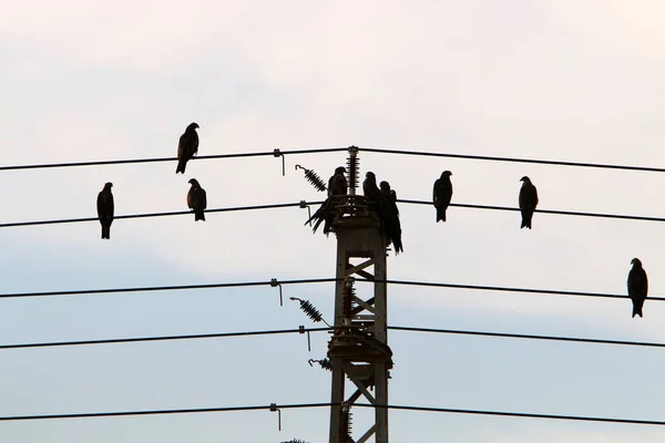 Elektrische Drähte Einem Mast Dem Strom Fließt Vögel Sitzen Auf — Stockfoto