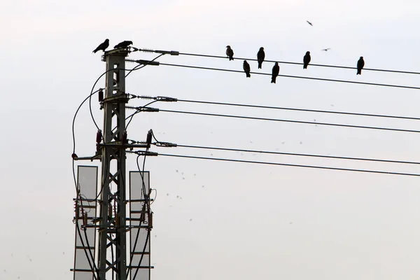 Elektrische Drähte Einem Mast Dem Strom Fließt Vögel Sitzen Auf — Stockfoto