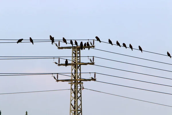 电线杆上的电线 电力沿着它流动 鸟儿坐在电线上 — 图库照片