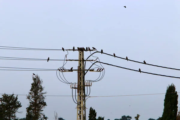 Electric wires on a pole along which electricity flows. Birds sit on electric wires