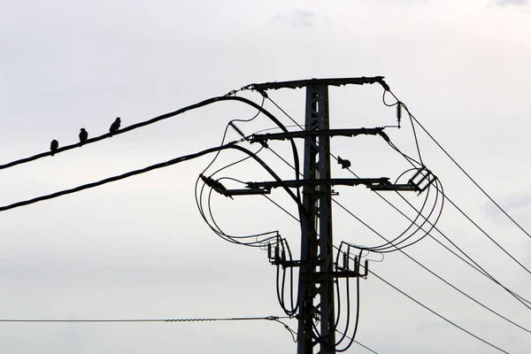 Fire Electrice Pol Lungul Căruia Curge Electricitatea Păsările Stau Fire — Fotografie, imagine de stoc