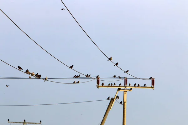 Przewody Elektryczne Słupie Którym Płynie Prąd Ptaki Siedzą Przewodach Elektrycznych — Zdjęcie stockowe