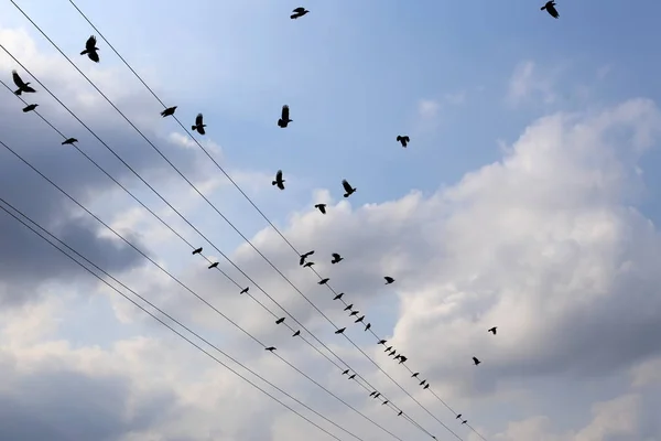 Elektrische Draden Een Paal Waarlangs Elektriciteit Stroomt Vogels Zitten Elektrische — Stockfoto