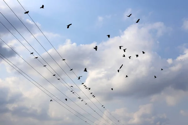 Electric Wires Pole Which Electricity Flows Birds Sit Electric Wires — Stock Photo, Image