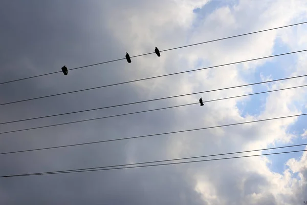 Elektriska Ledningar Stolpe Längs Vilken Elektricitet Rinner Fåglar Sitter Elektriska — Stockfoto