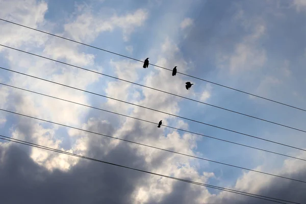Electric Wires Pole Which Electricity Flows Birds Sit Electric Wires — Stock Photo, Image