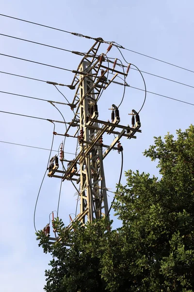 Electric wires on a pole along which electricity flows. Birds sit on electric wires