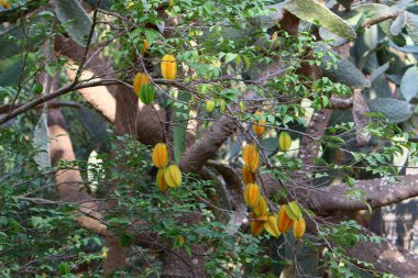 Kuzey İsrail 'de olgunlaşmış meyve ve böğürtlen hasadı. 