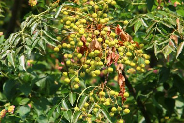 Kuzey İsrail 'de olgunlaşmış meyve ve böğürtlen hasadı. 