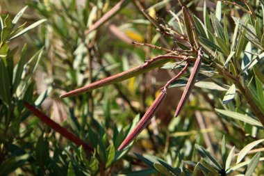 Kuzey İsrail 'de olgunlaşmış meyve ve böğürtlen hasadı. 