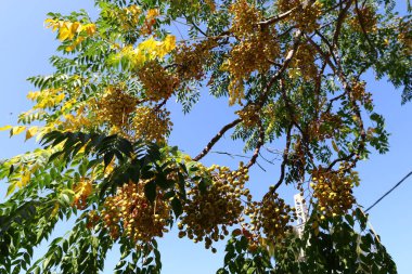 Kuzey İsrail 'de olgunlaşmış meyve ve böğürtlen hasadı. 