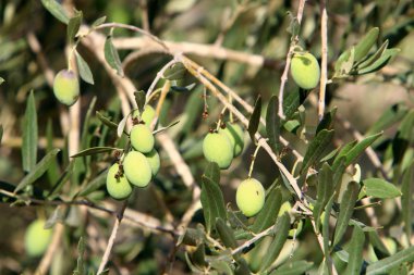 Kuzey İsrail 'de olgunlaşmış meyve ve böğürtlen hasadı. 