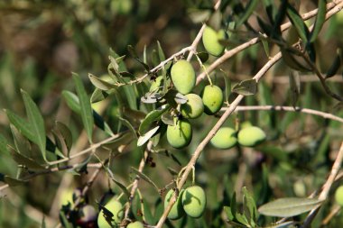 Kuzey İsrail 'de olgunlaşmış meyve ve böğürtlen hasadı. 