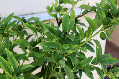 Kuzey İsrail 'de olgunlaşmış meyve ve böğürtlen hasadı. 