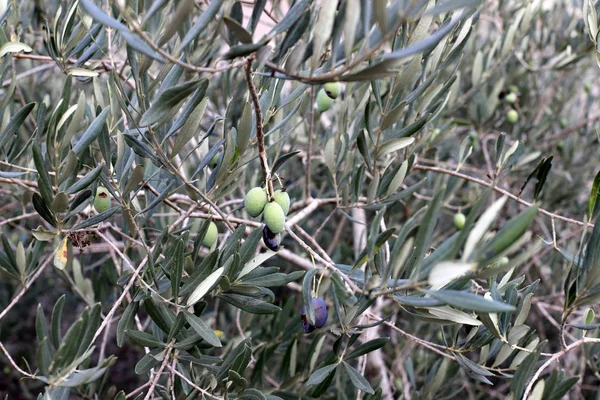 Μια Πλούσια Συγκομιδή Φρούτων Και Μούρων Ωρίμασε Έναν Κήπο Της — Φωτογραφία Αρχείου