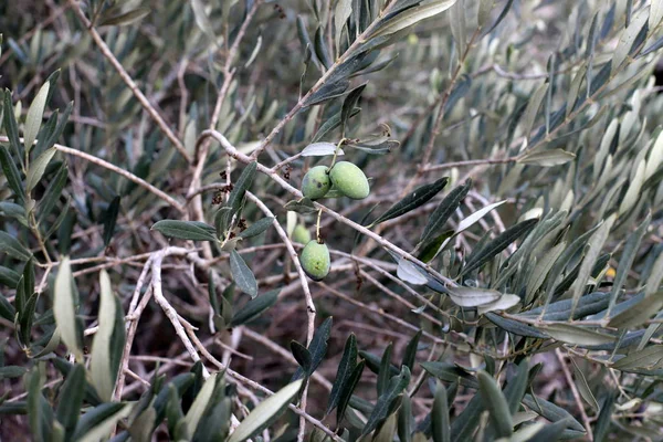 Μια Πλούσια Συγκομιδή Φρούτων Και Μούρων Ωρίμασε Έναν Κήπο Της — Φωτογραφία Αρχείου