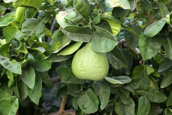 Uma Rica Colheita Frutas Bagas Amadurecidas Jardim Cidade Norte Israel — Fotografia de Stock