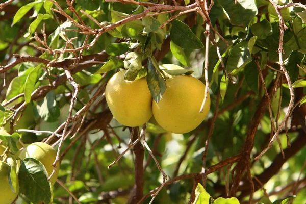 在以色列北部的一个城市花园里成熟的水果和浆果的丰硕成果 — 图库照片
