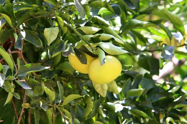 Una Rica Cosecha Frutas Bayas Maduró Jardín Ciudad Norte Israel — Foto de Stock