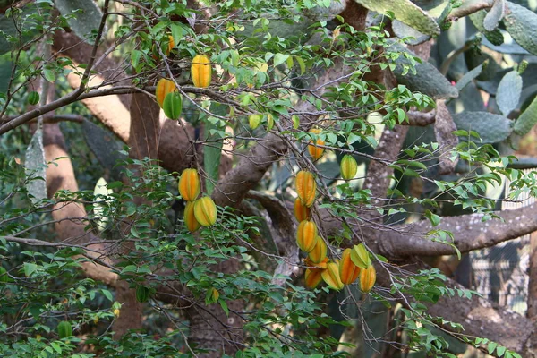 Una Ricca Raccolta Frutti Bacche Maturata Giardino Della Città Nel — Foto Stock