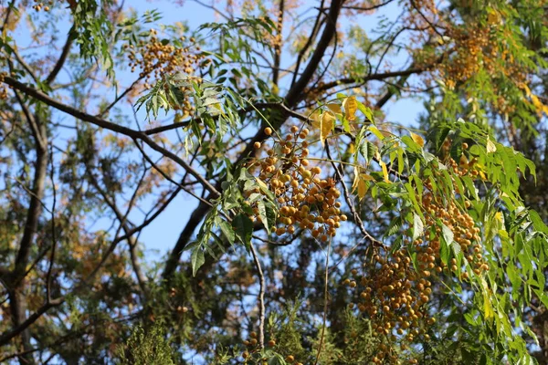 Une Riche Récolte Fruits Baies Mûris Dans Jardin Ville Dans — Photo