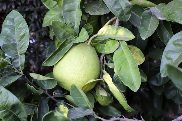 Uma Rica Colheita Frutas Bagas Amadurecidas Jardim Cidade Norte Israel — Fotografia de Stock