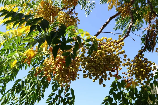 Una Ricca Raccolta Frutti Bacche Maturata Giardino Della Città Nel — Foto Stock