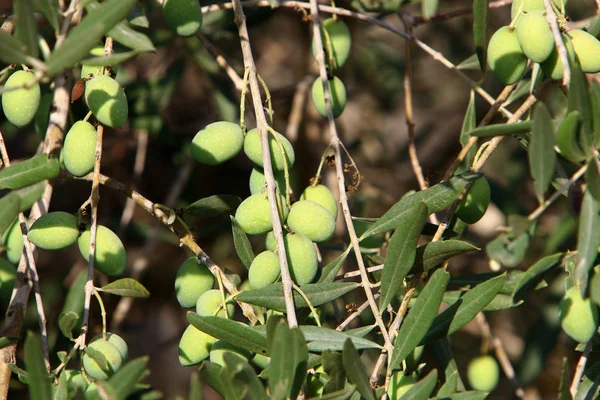 Una Rica Cosecha Frutas Bayas Maduró Jardín Ciudad Norte Israel —  Fotos de Stock