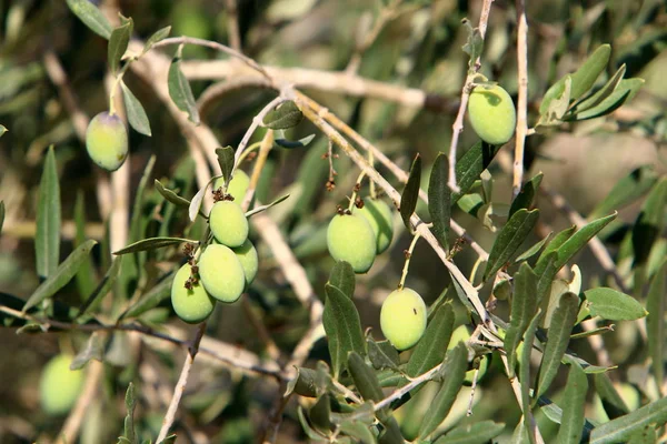 Reiche Ernte Von Früchten Und Beeren Die Einem Stadtgarten Nordisrael — Stockfoto