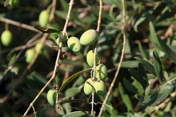 Reiche Ernte Von Früchten Und Beeren Die Einem Stadtgarten Nordisrael — Stockfoto