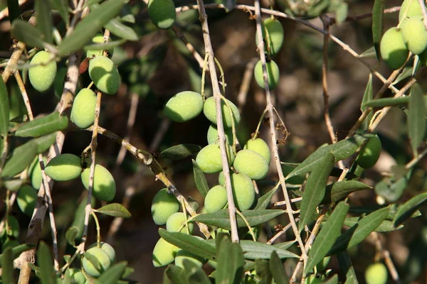 Reiche Ernte Von Früchten Und Beeren Die Einem Stadtgarten Nordisrael — Stockfoto