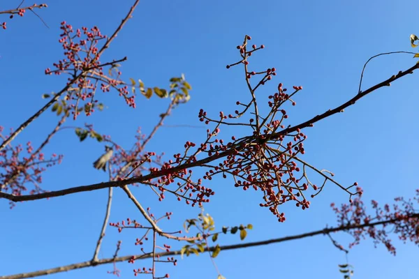 Una Rica Cosecha Frutas Bayas Maduró Jardín Ciudad Norte Israel —  Fotos de Stock