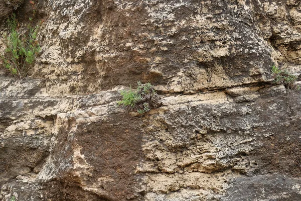 Текстура Камней Камней Крупным Планом Городском Парке Севере Израиля — стоковое фото