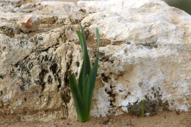 Taşların ve kayaların dokusu İsrail 'in kuzeyindeki bir şehir parkına yakın. 
