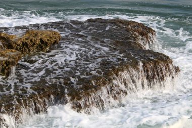 Taşların ve kayaların dokusu İsrail 'in kuzeyindeki bir şehir parkına yakın. 