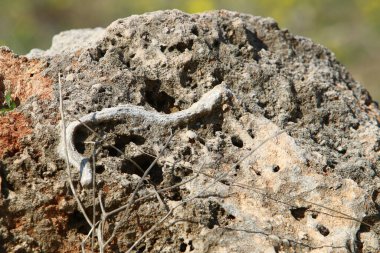 Taşların ve kayaların dokusu İsrail 'in kuzeyindeki bir şehir parkına yakın. 
