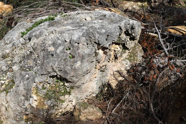 Texture Des Roches Des Pierres Gros Plan Dans Parc Ville — Photo